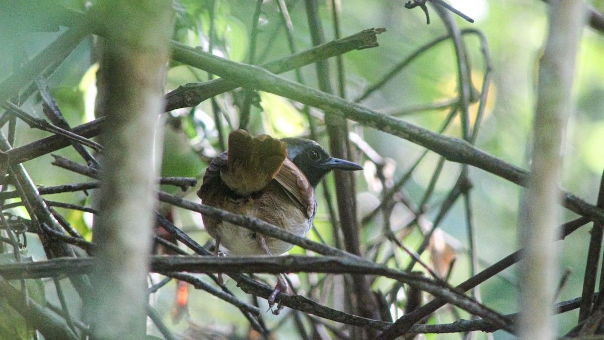 White-bellied Antbird - Anonymous
