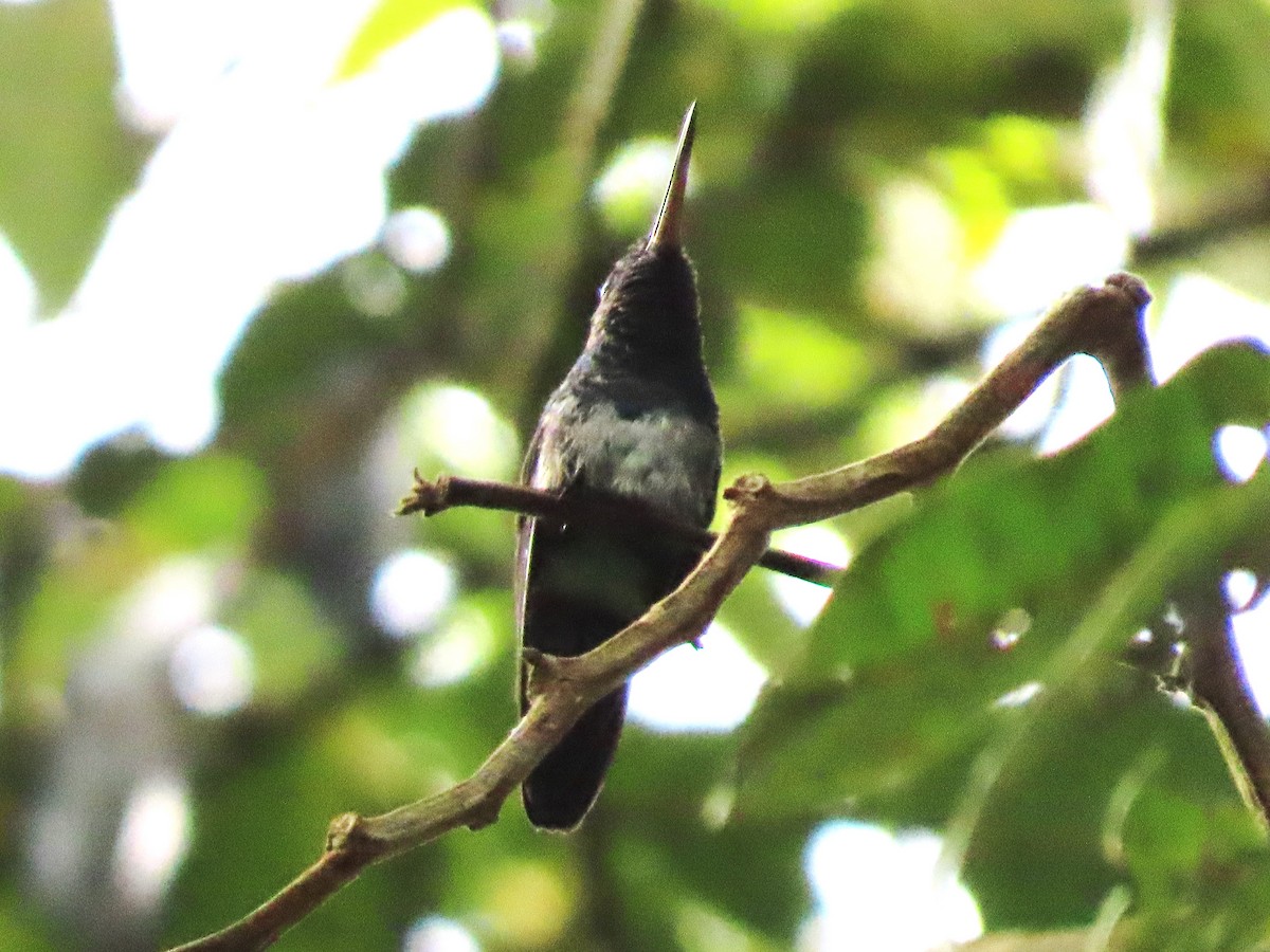 White-chinned Sapphire - ML619199778