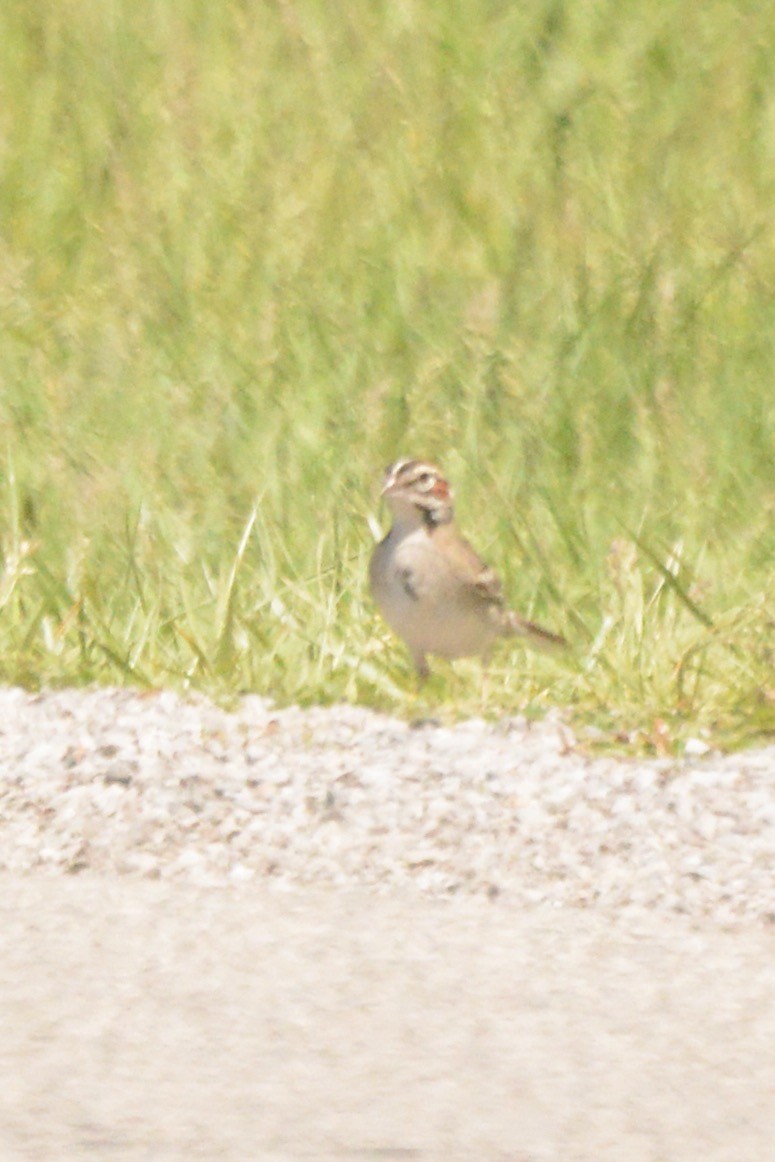 Lark Sparrow - Donna Foyle