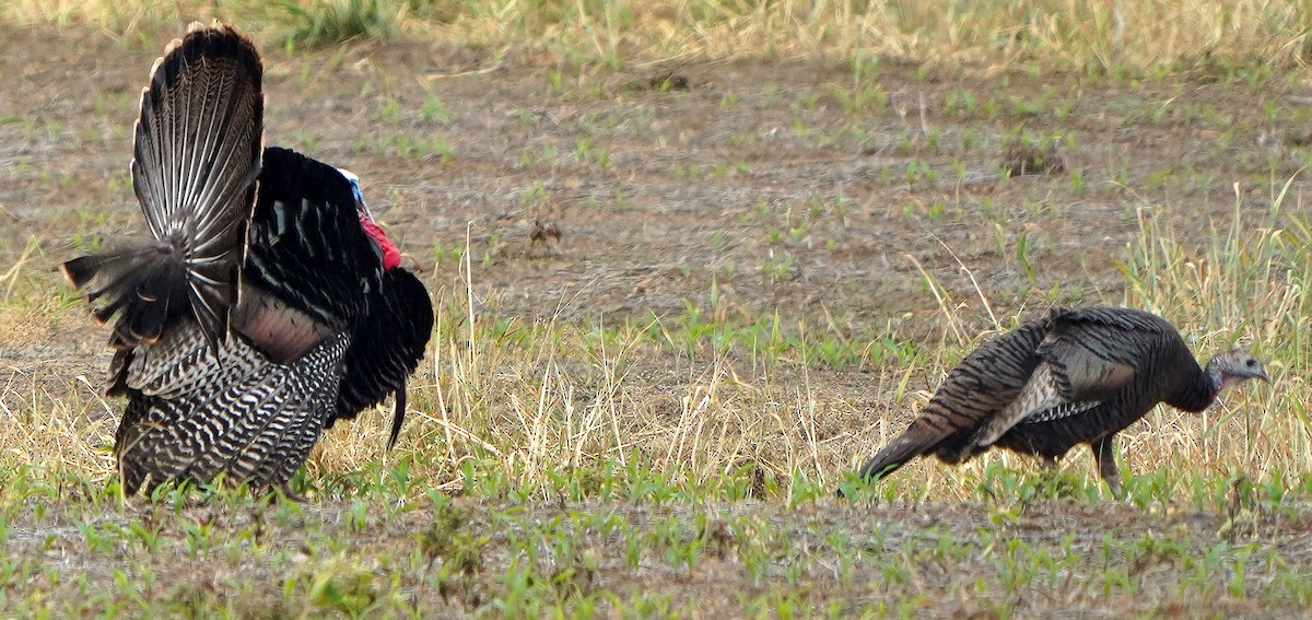 Wild Turkey - Mark McConaughy