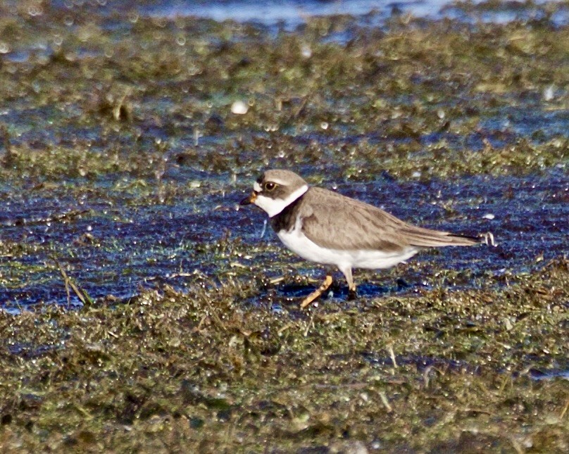 Semipalmated Plover - Jack & Holly Bartholmai