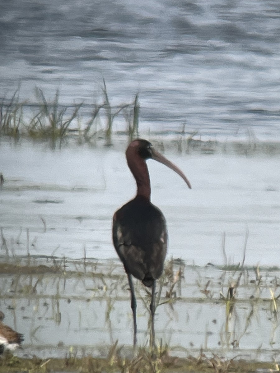 Glossy Ibis - ML619199824