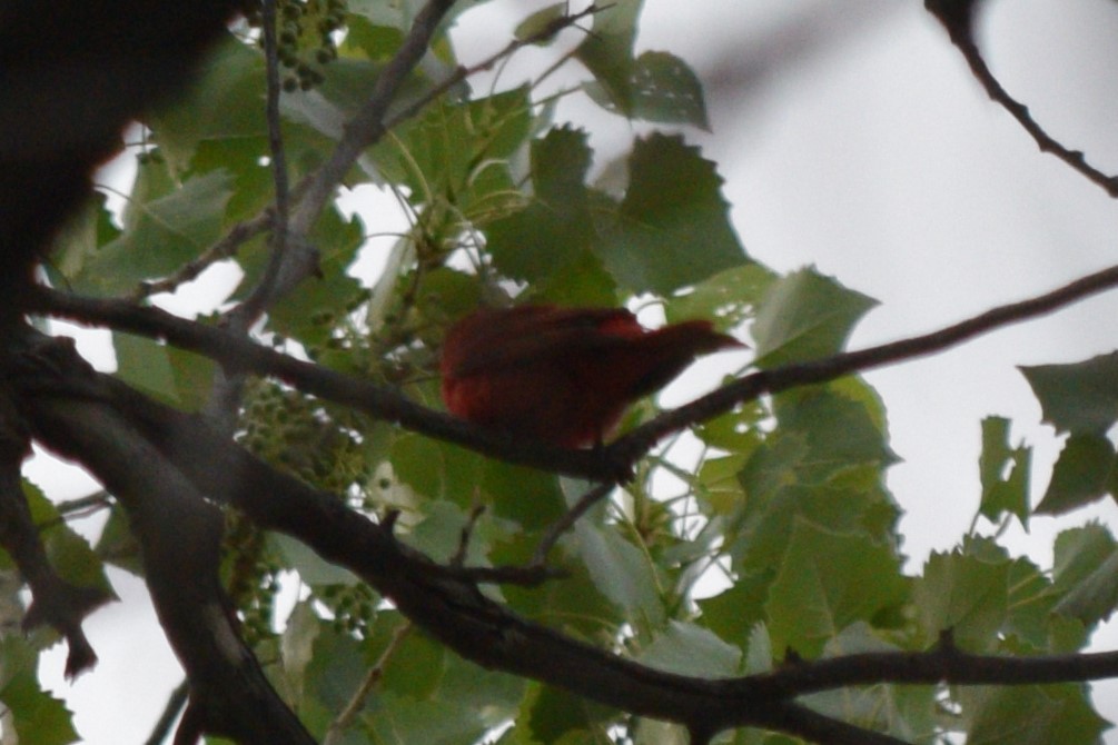 Summer Tanager - William Harmon