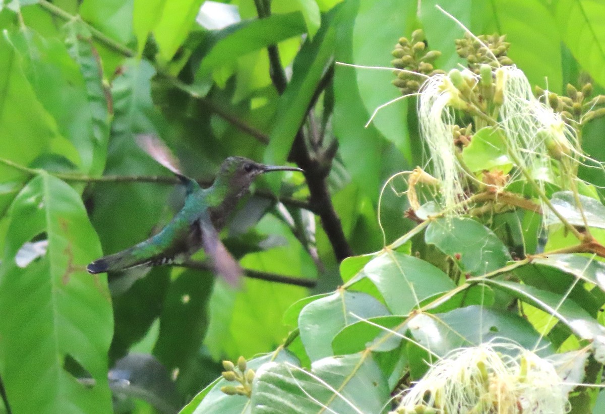 Black-throated Mango - Rick Jacobsen