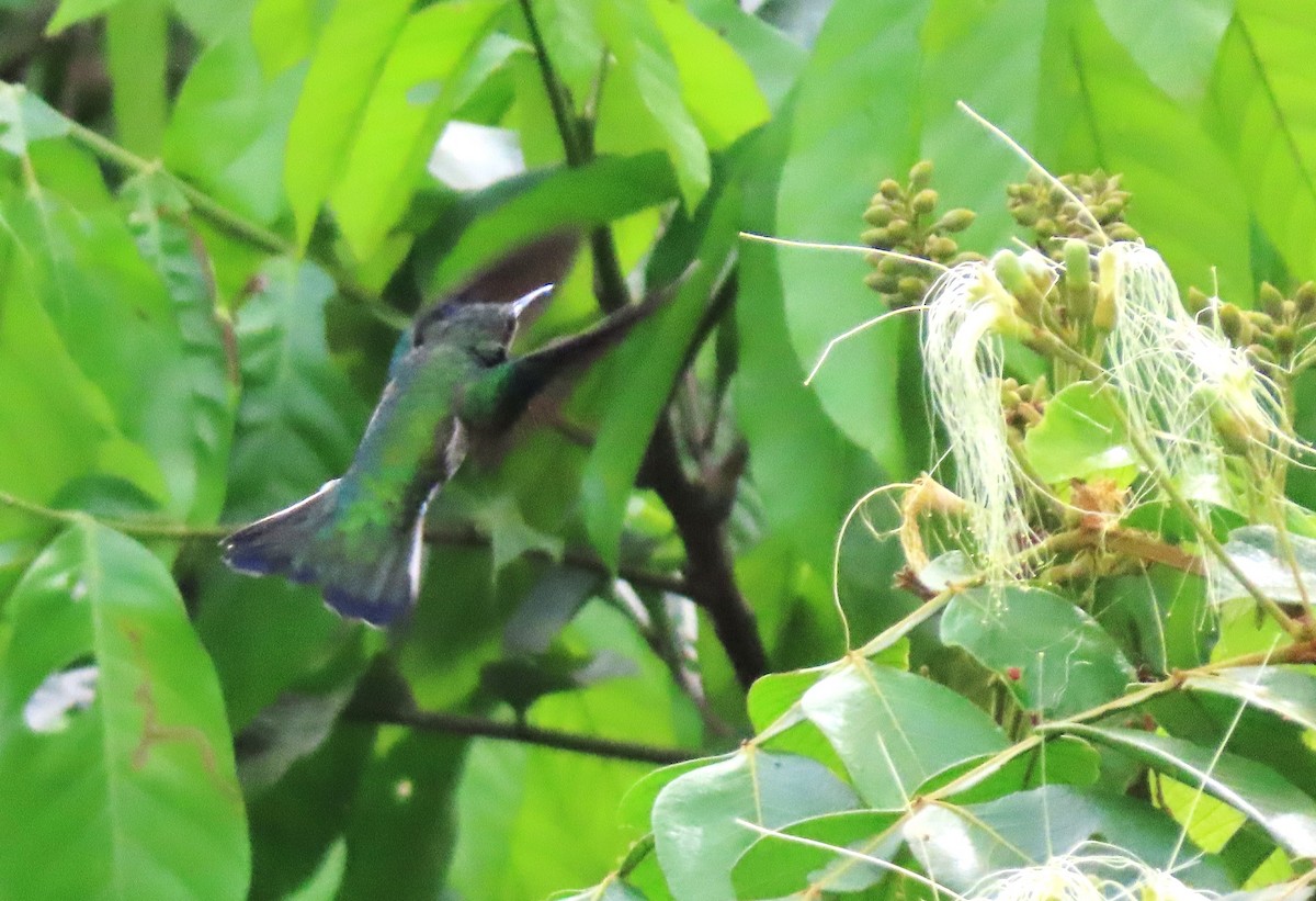 Black-throated Mango - Rick Jacobsen