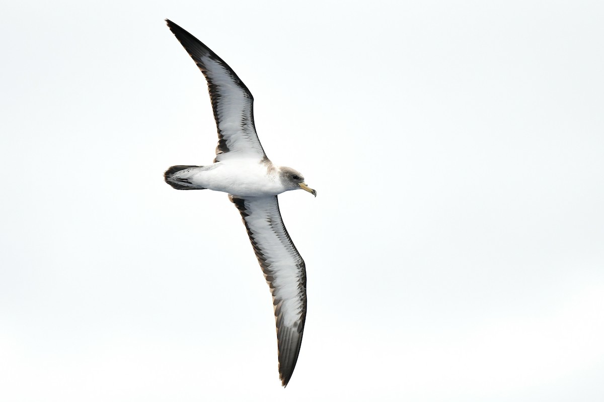 Cory's Shearwater (borealis) - Kate Sutherland