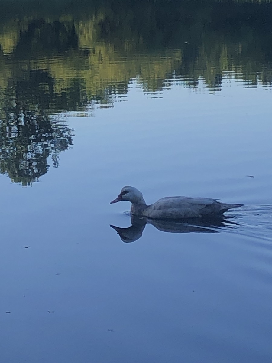 Качка мускусна (свійська) - ML619199846