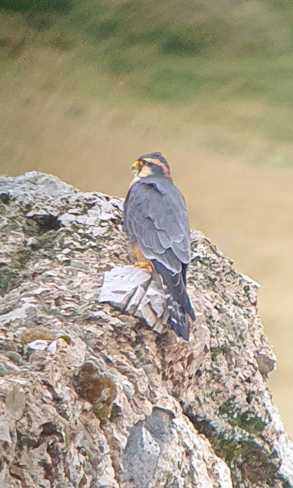 Aplomado Falcon - José Antonio Padilla Reyes