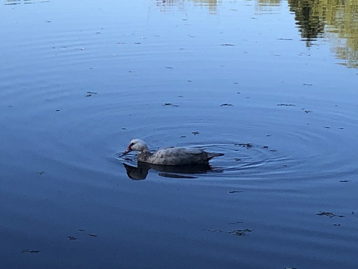 Качка мускусна (свійська) - ML619199857