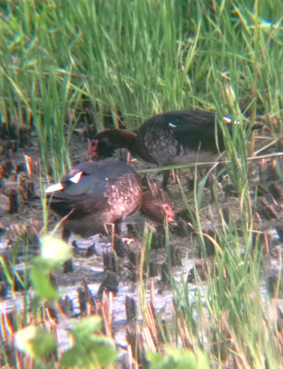 Muscovy Duck (Domestic type) - Darien Piña Davila