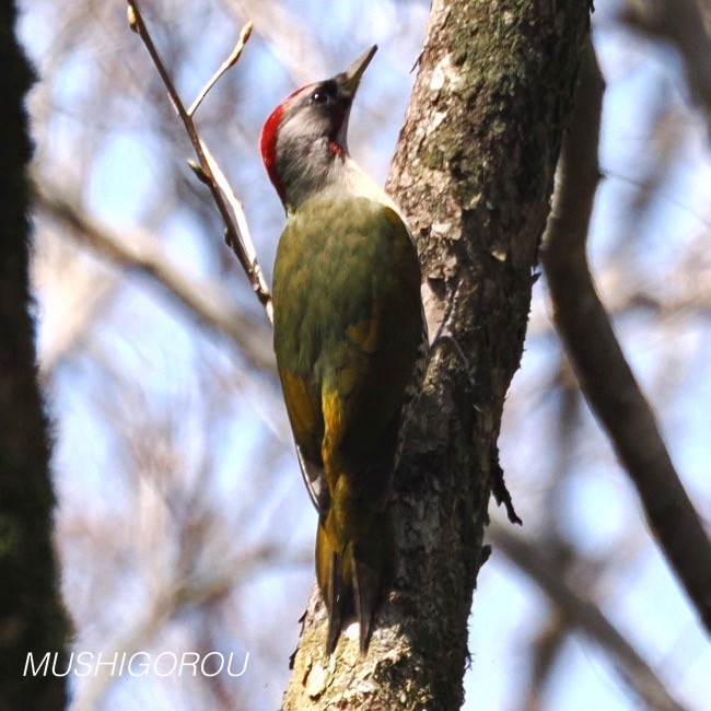 Japanese Woodpecker - ML619199866