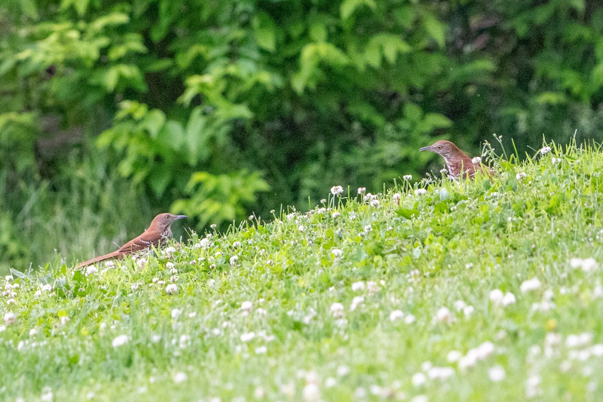 Brown Thrasher - Keith Lea