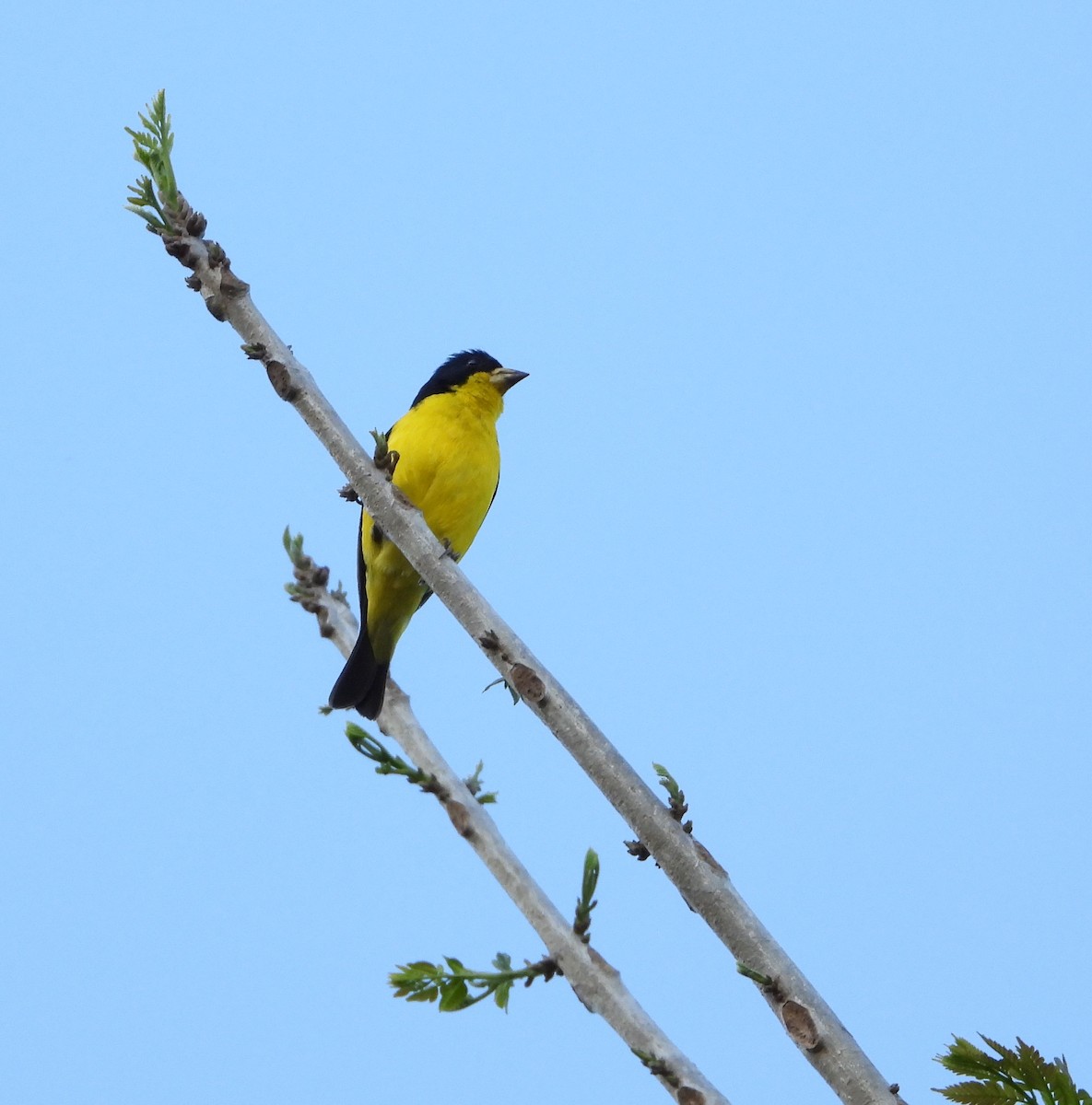 Lesser Goldfinch - Manuel Pérez R.