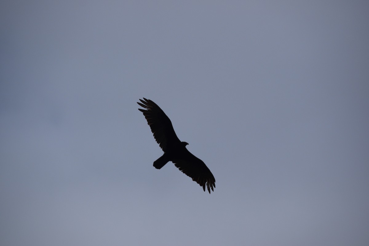 Turkey Vulture - William Harmon
