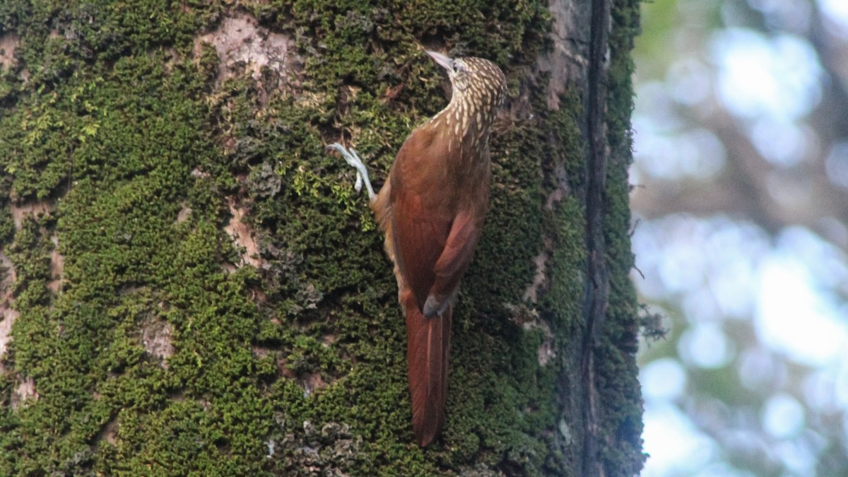 Straight-billed Woodcreeper - Anonymous