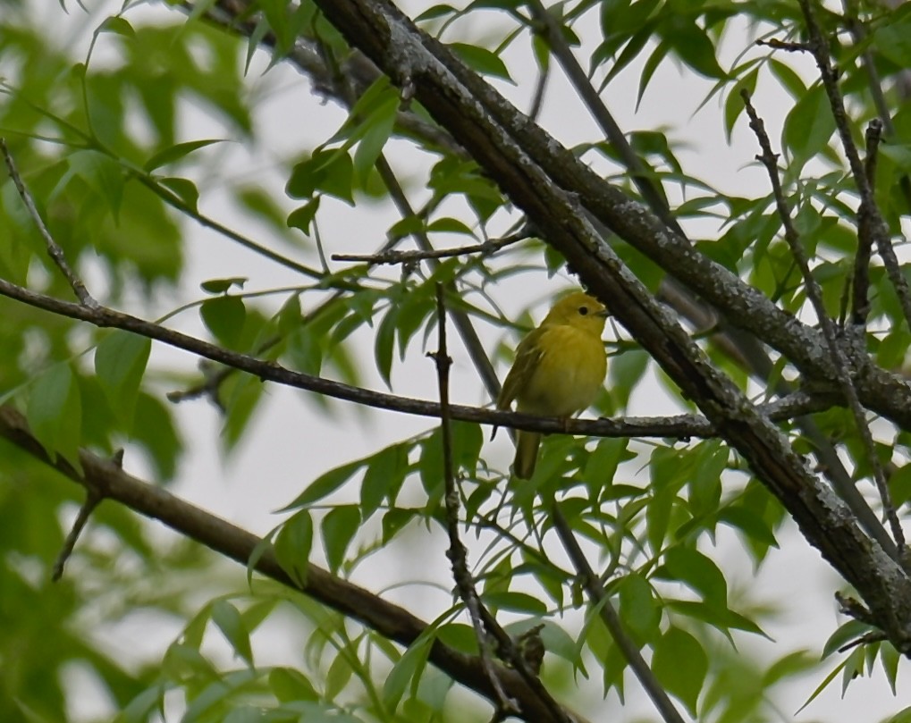 Yellow Warbler - Nui Moreland