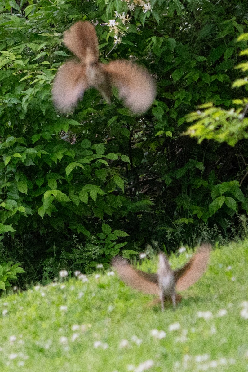 Brown Thrasher - Keith Lea