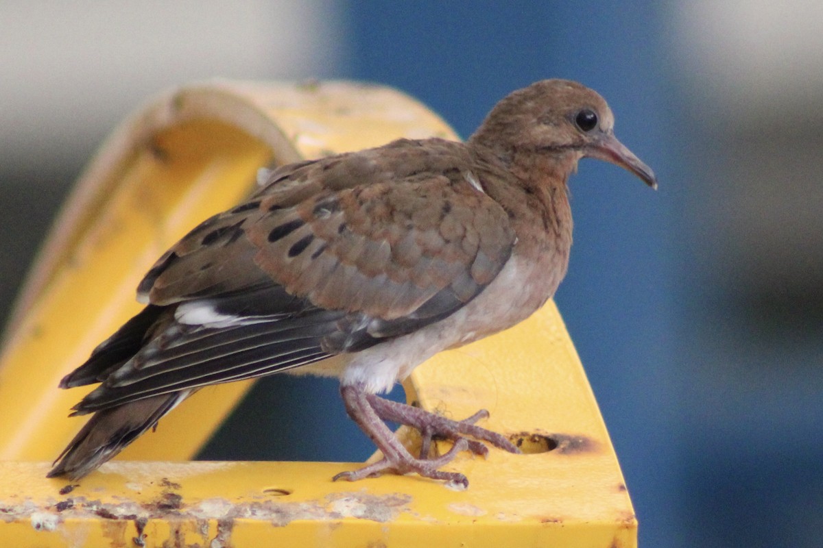 Zenaida Dove - Kevin Markham