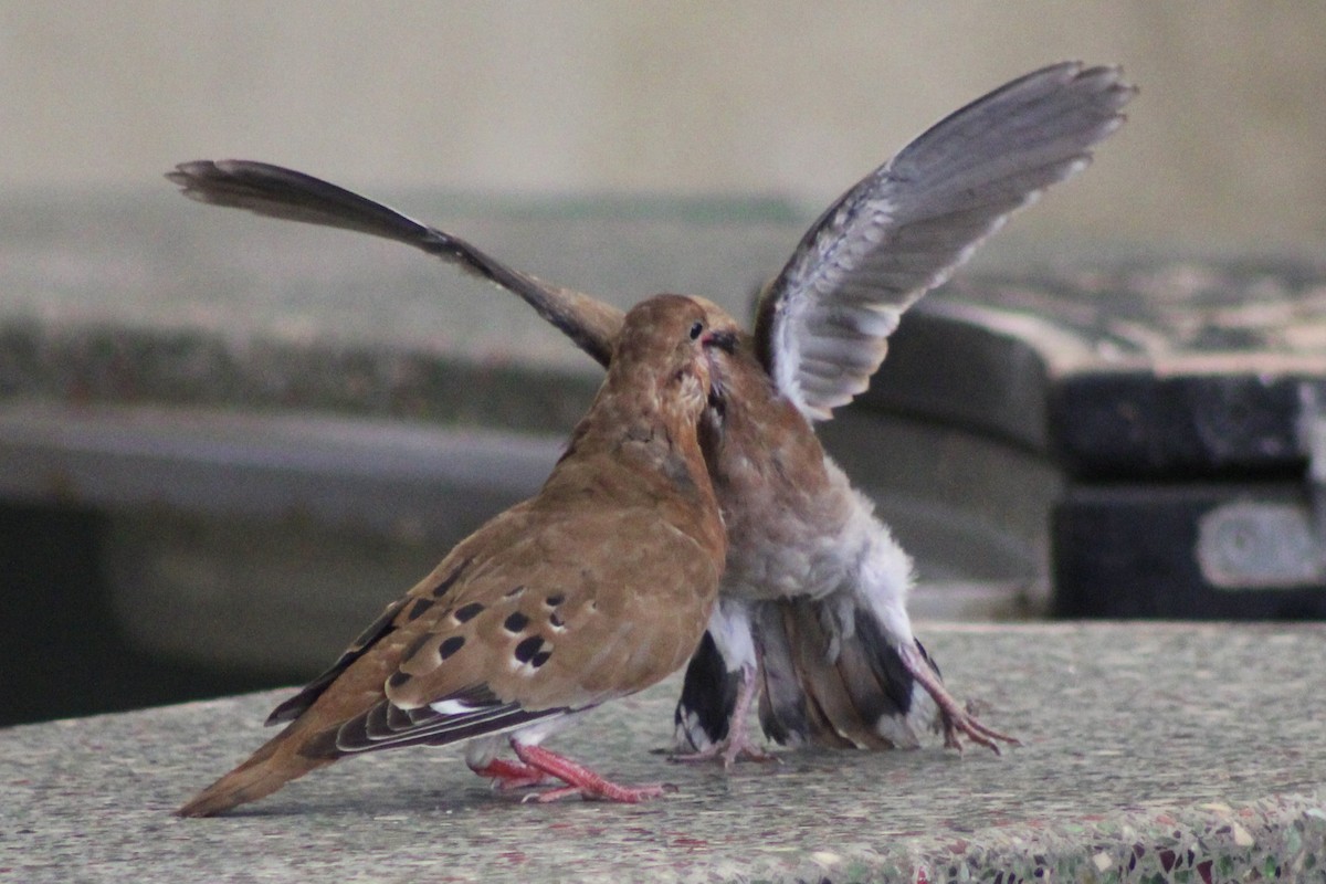 Zenaida Dove - Kevin Markham