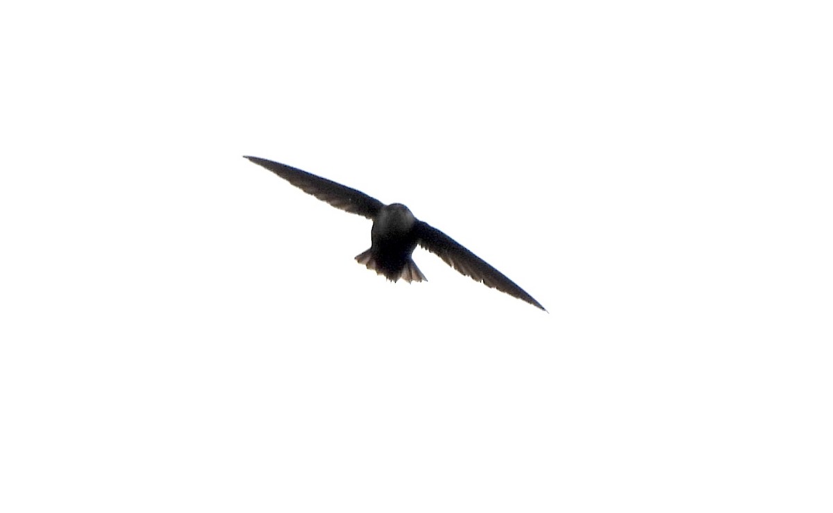 Chimney Swift - ML619199893