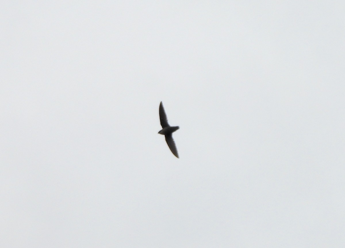 Chimney Swift - Nick Dawson