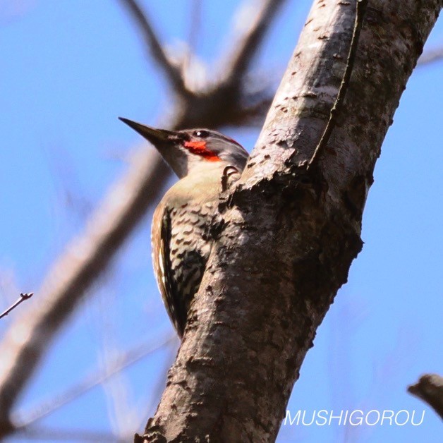 Japanese Woodpecker - ML619199898