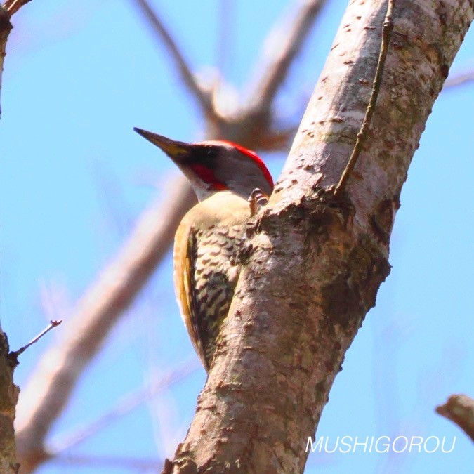 Japanese Woodpecker - ML619199899