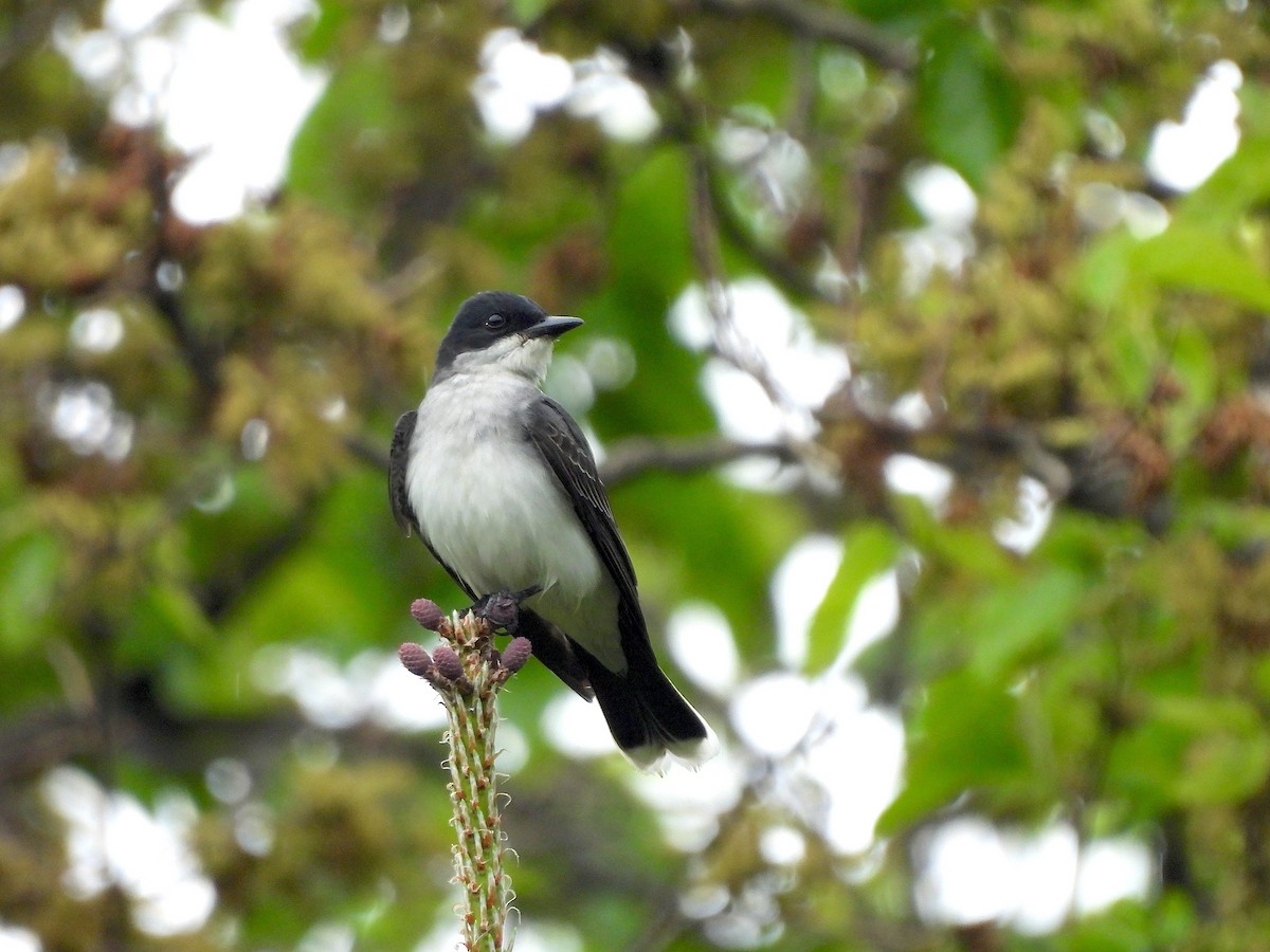 Eastern Kingbird - Nick Dawson