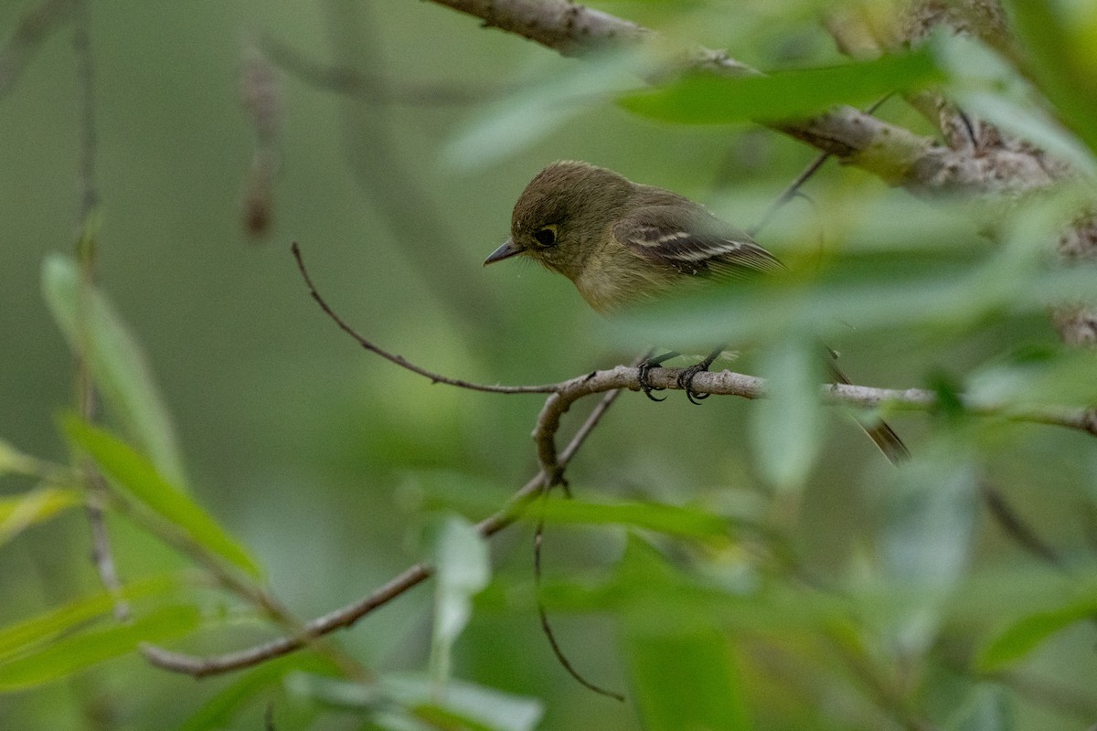 Western Flycatcher - David Ornellas