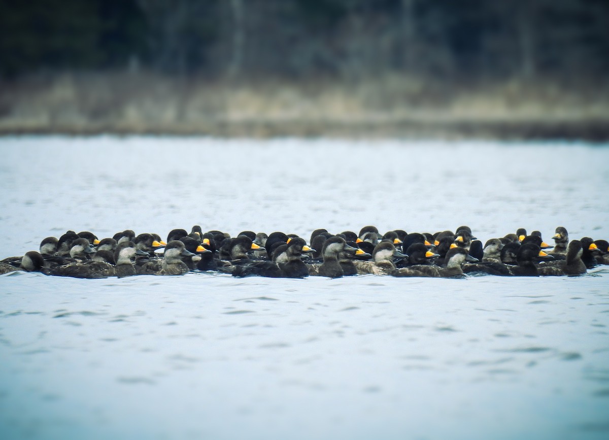 Black Scoter - Guillaume Daigle