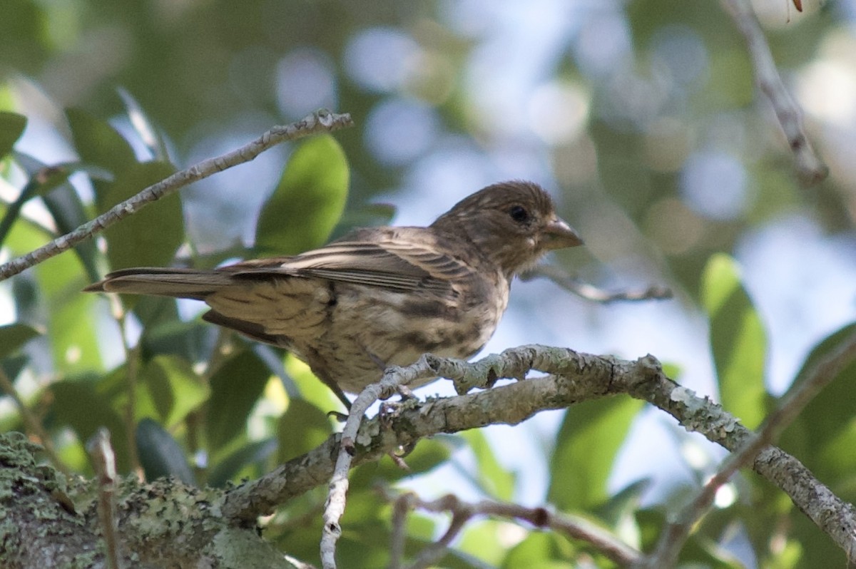 House Finch (Common) - Anonymous