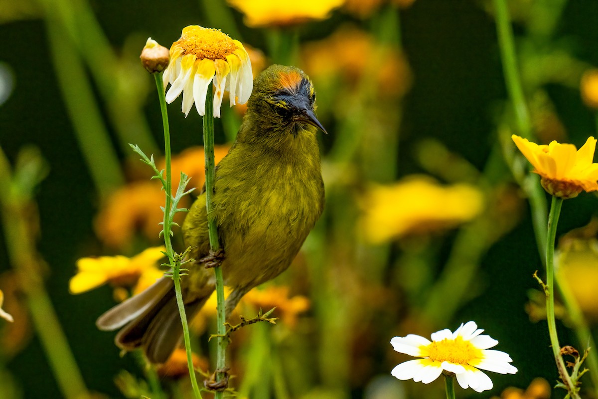 Orange-crowned Warbler - David Ornellas