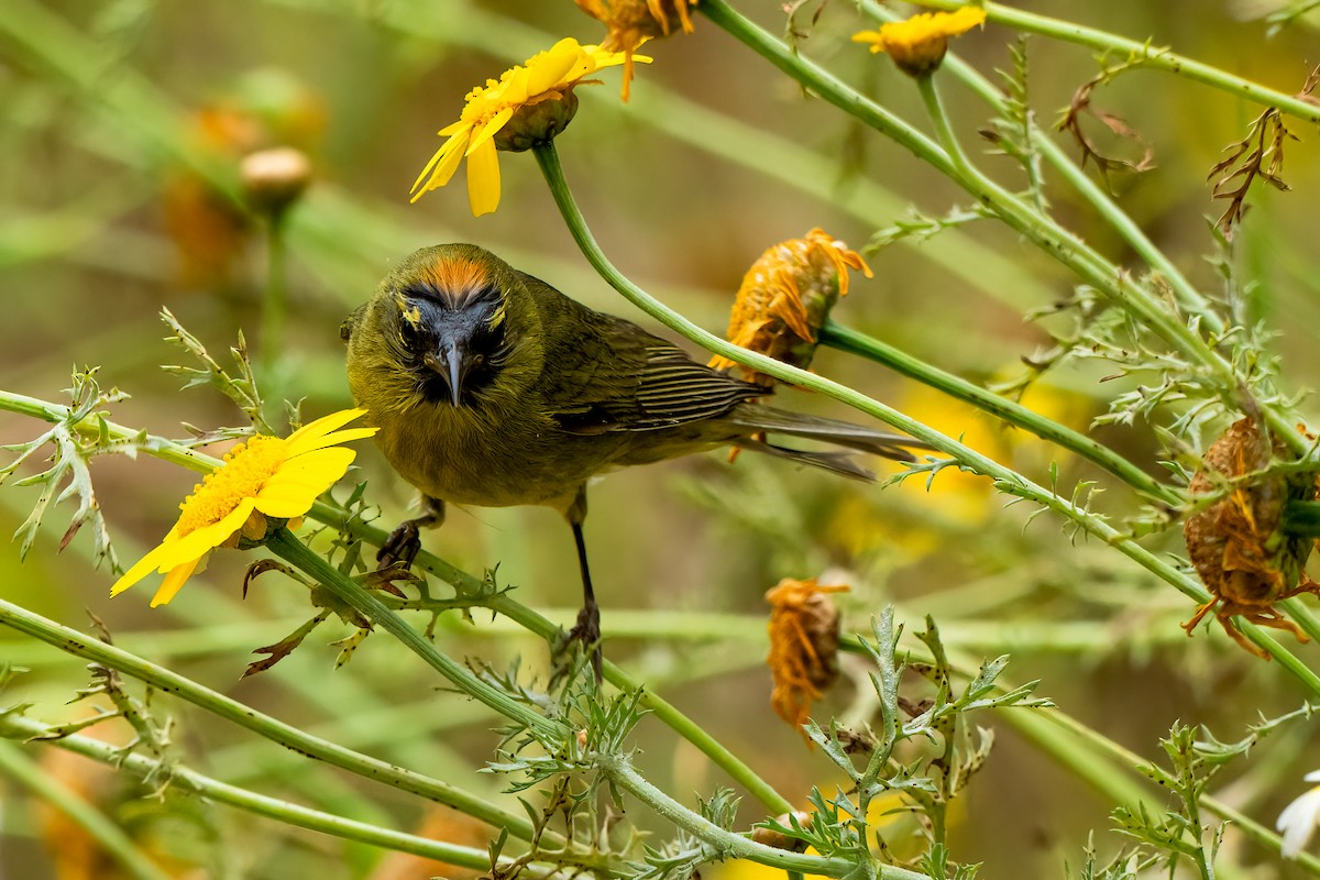 Orange-crowned Warbler - David Ornellas