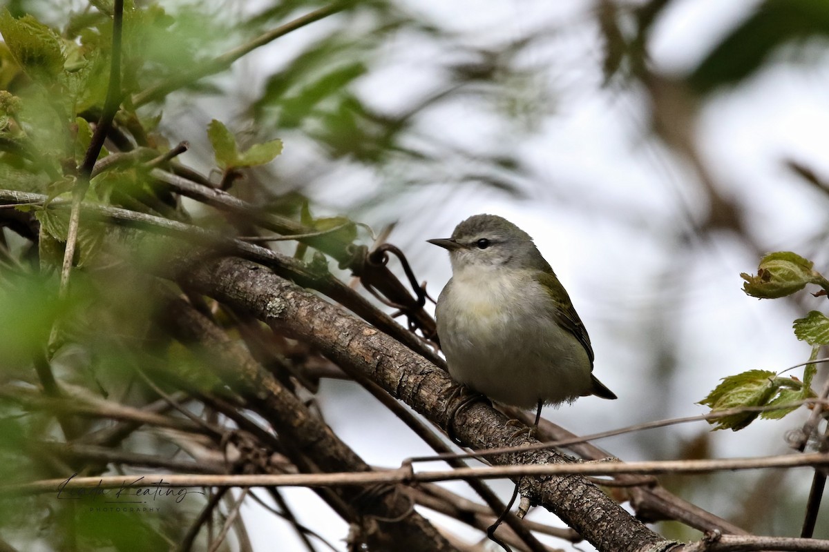 Tennessee Warbler - Linda Keating