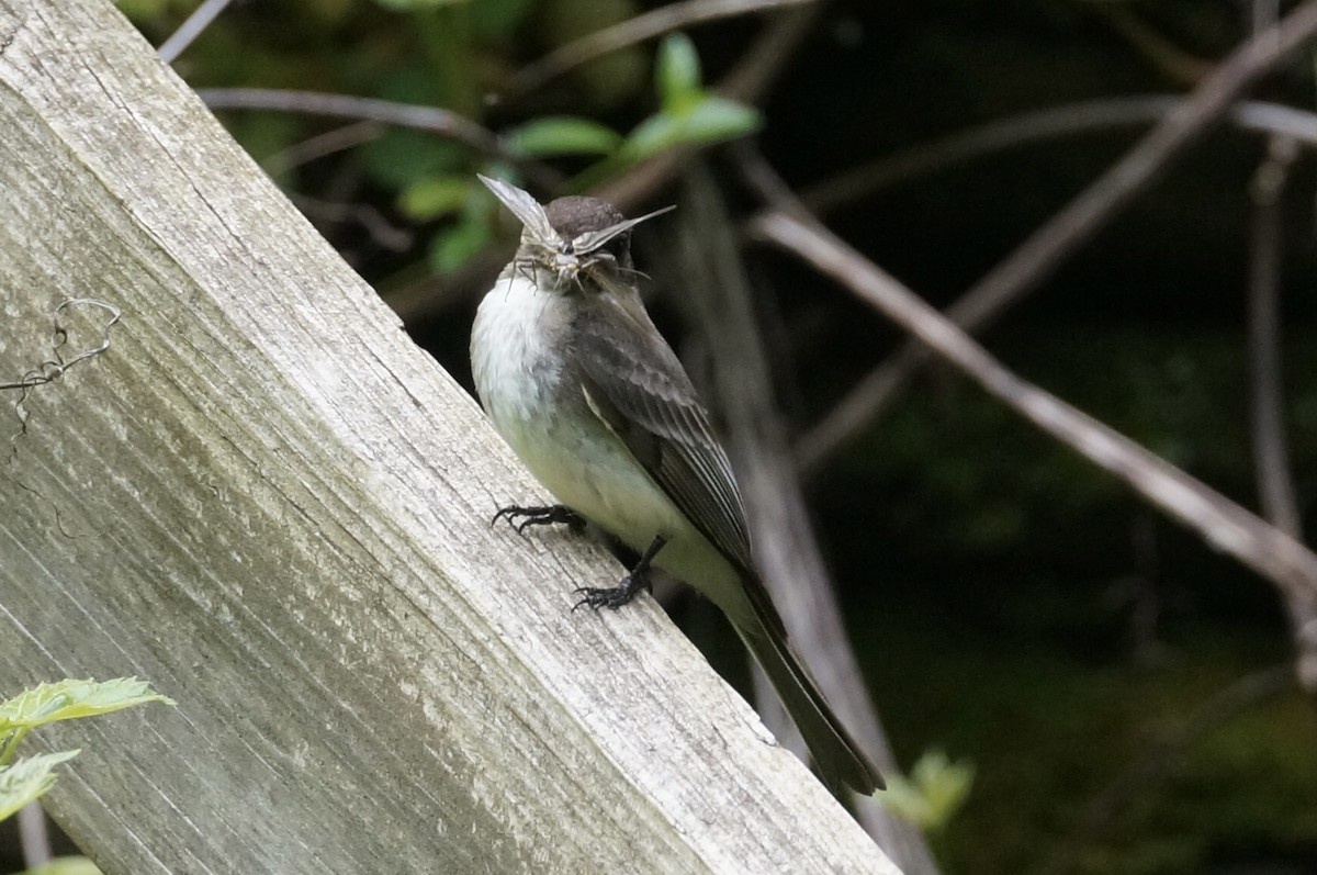 Eastern Phoebe - ML619199967