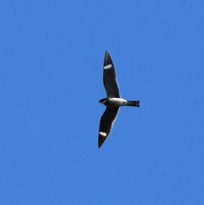 Common Nighthawk - ML619199968