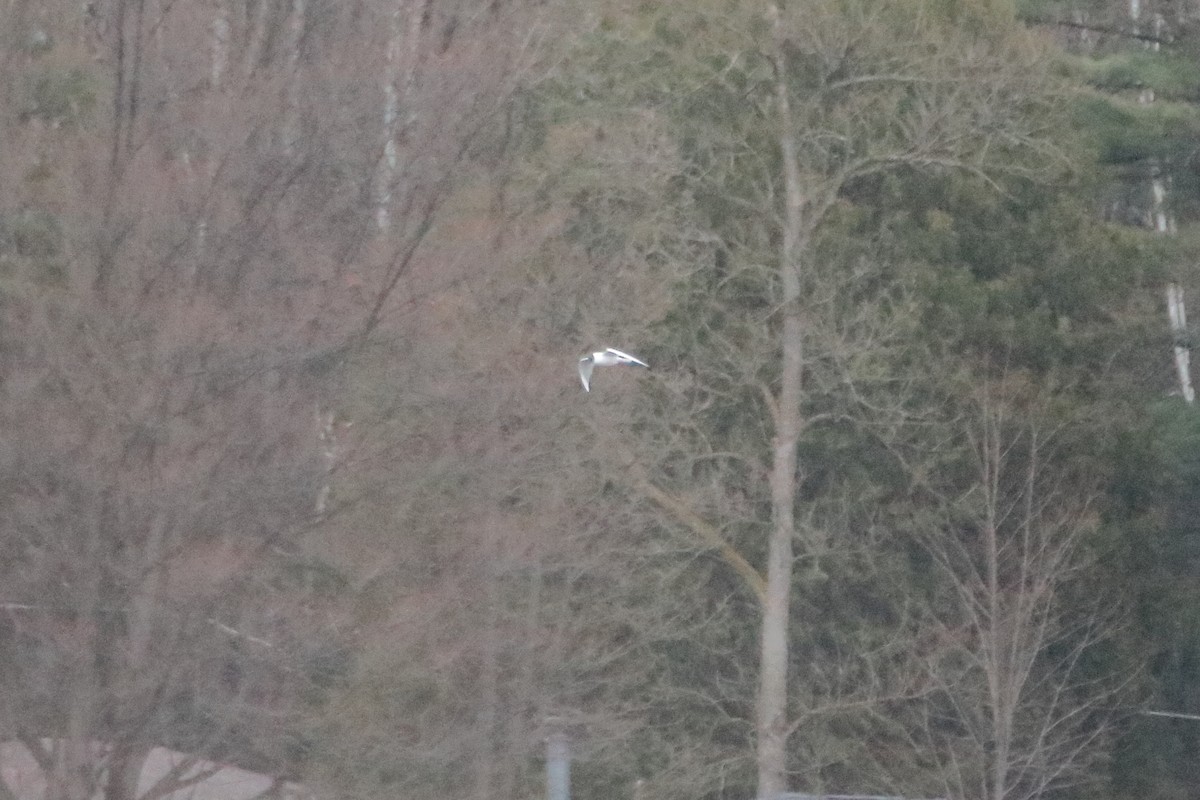 Bonaparte's Gull - Daniel  Bellich