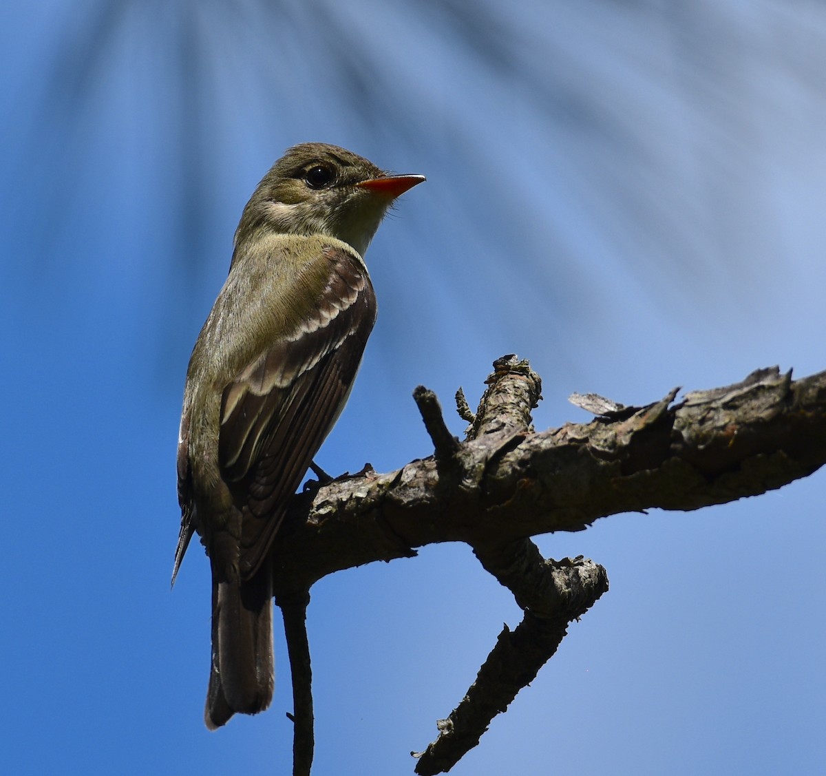 Eastern Wood-Pewee - John Lynch