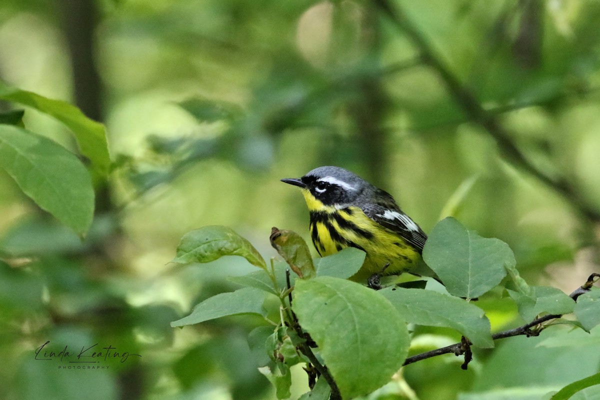 Magnolia Warbler - Linda Keating