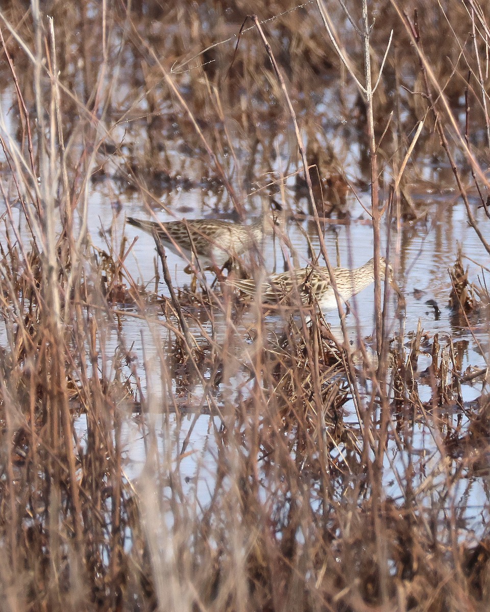 Pectoral Sandpiper - Rick Kittinger