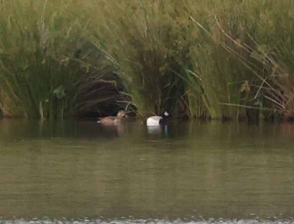 Ring-necked Duck - David Gibson