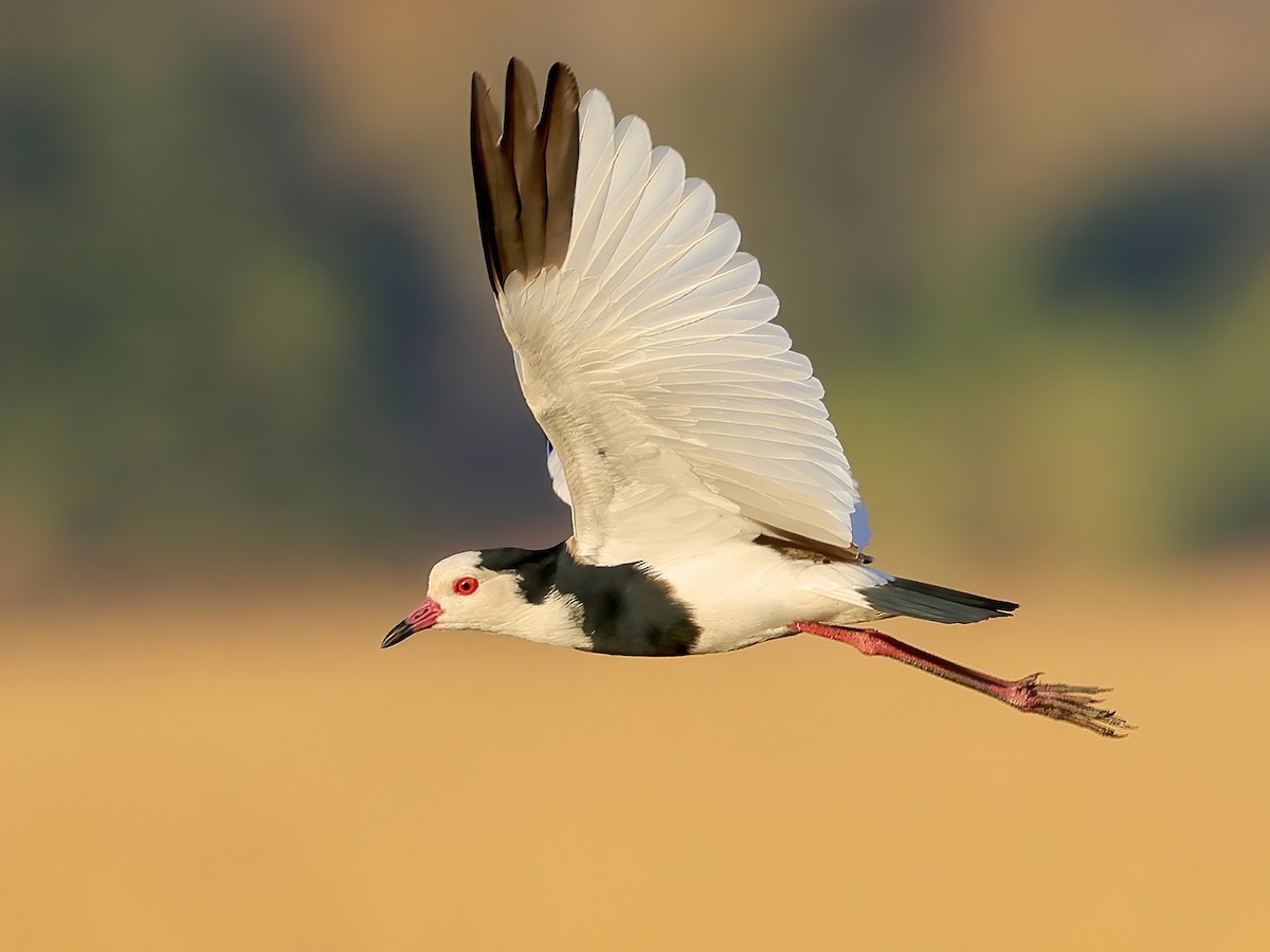 Long-toed Lapwing