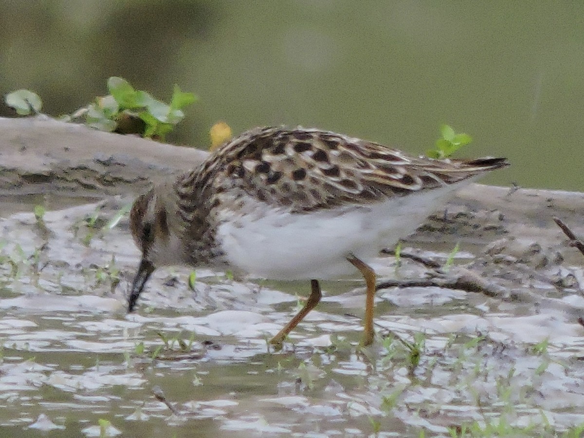 Least Sandpiper - John Boback