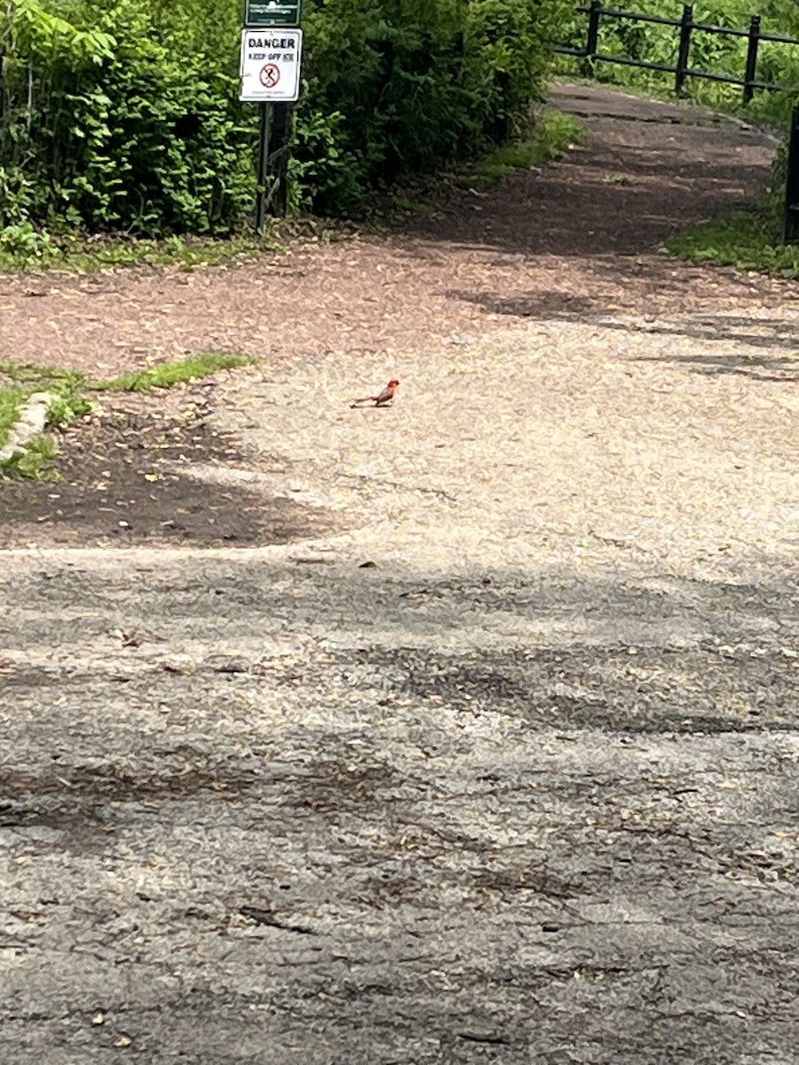 Northern Cardinal - Anonymous