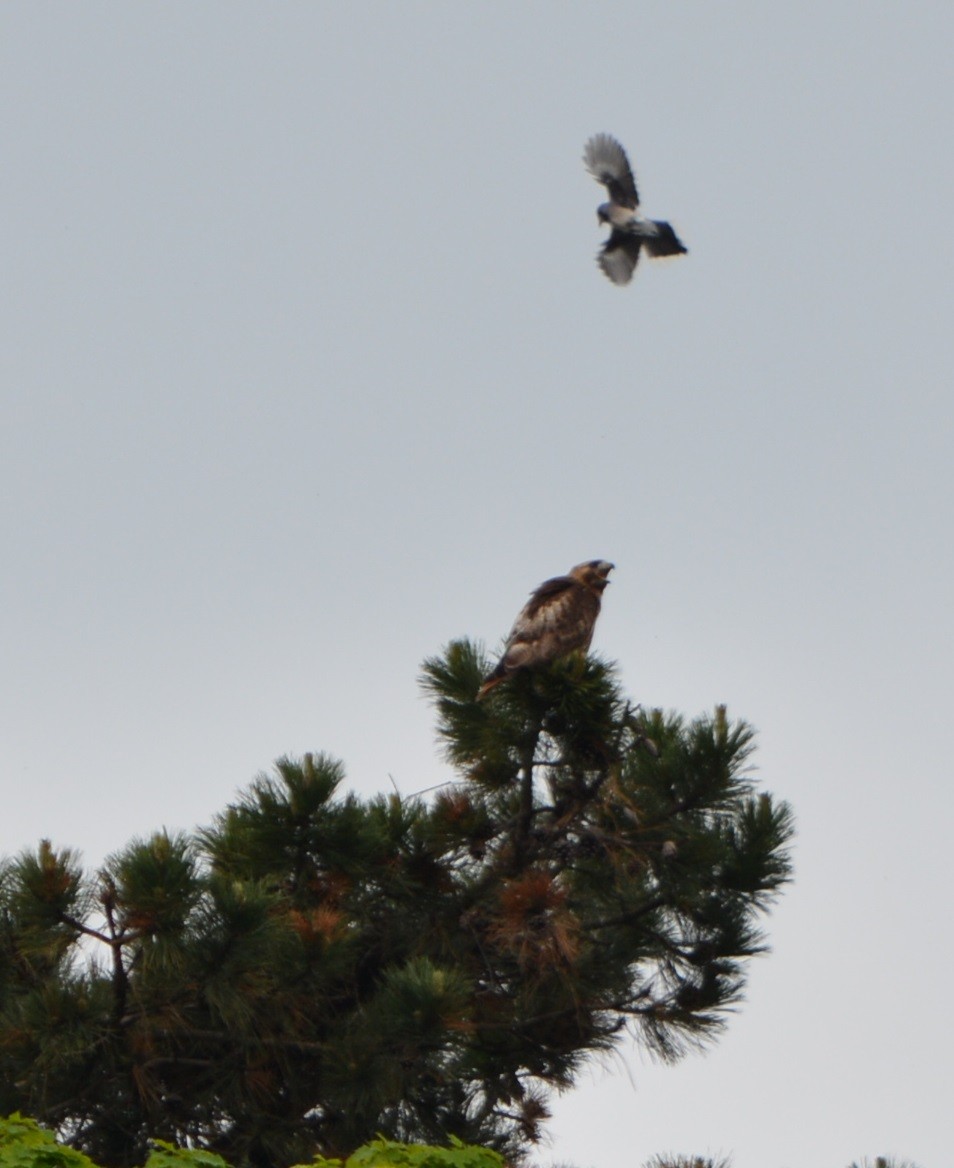 Red-tailed Hawk - Paul Messing