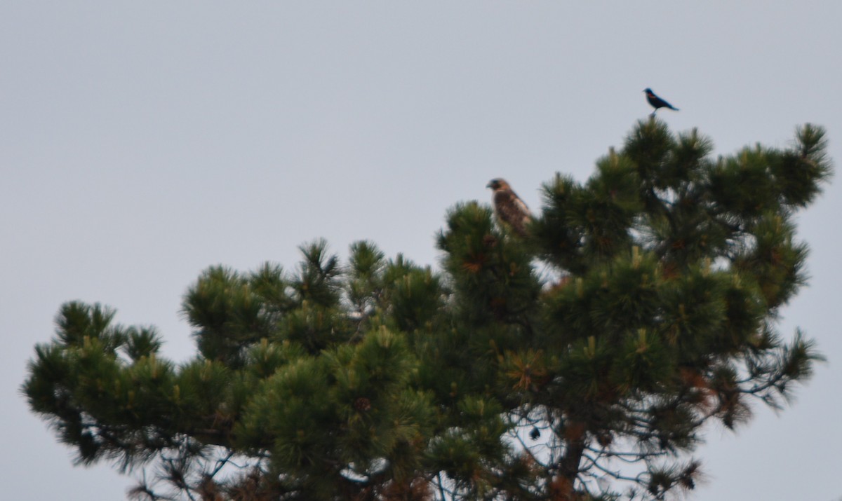 Red-tailed Hawk - Paul Messing