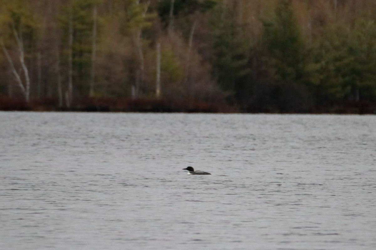 Common Loon - Daniel  Bellich