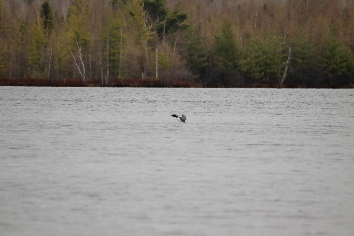 Common Loon - Daniel  Bellich