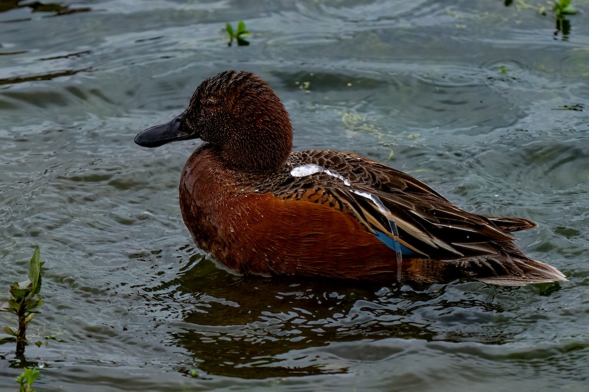 Cinnamon Teal - David Ornellas