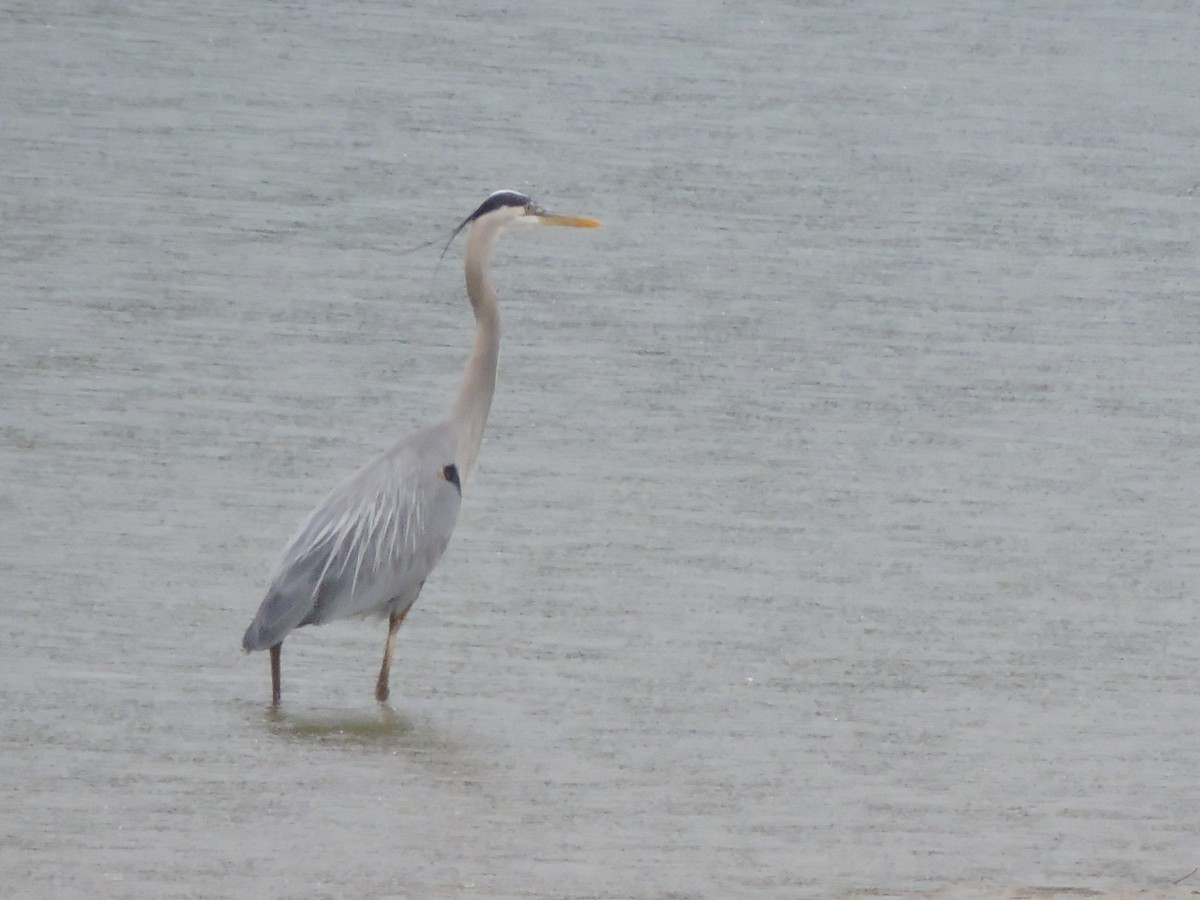 Great Blue Heron - ML619200070